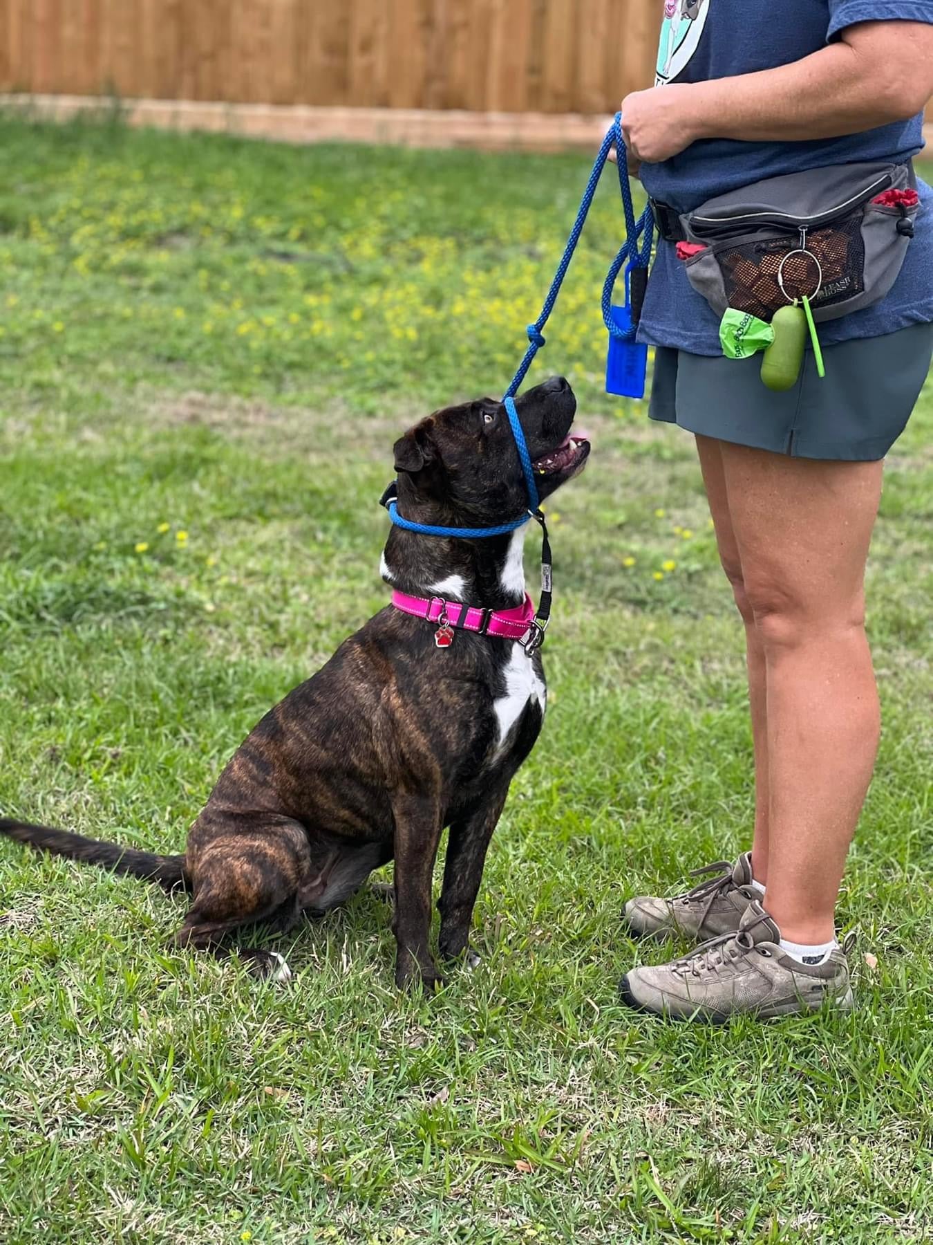 Dog participating in behavior training